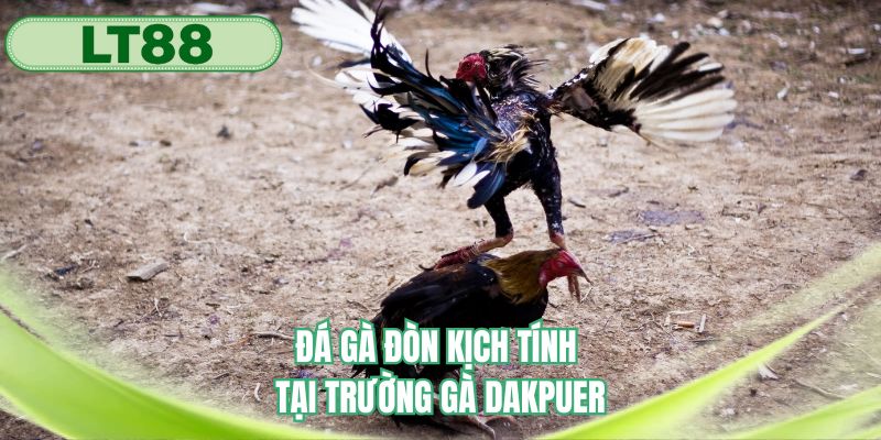 Theo dõi đá gà đòn với các trận đấu khó đoán