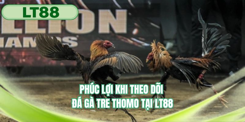 Lợi ích khi theo dõi đá gà tre với chúng tôi