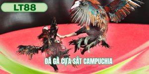 Đá gà cựa sắt Campuchia
