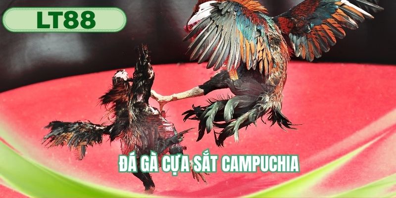 Đá gà cựa sắt Campuchia