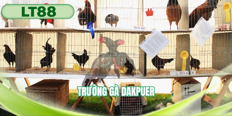 Trường gà Dakpuer